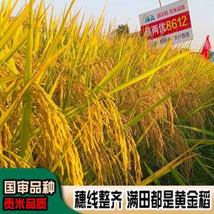 隆平高科杂交水稻谷种四国审的水稻种子晶两优8612