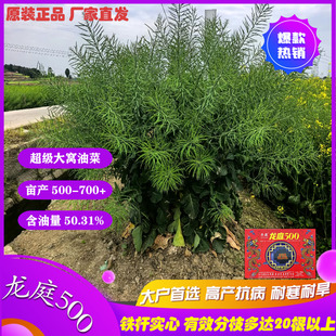 龙庭500超级大窝油菜种子高产抗病耐寒耐旱500-700+含油量