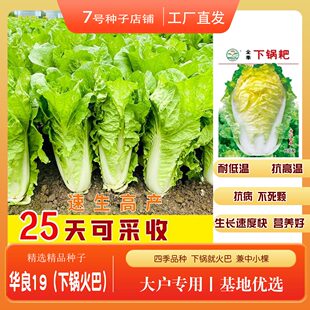 小白菜下锅耙火巴种子耐高温四季白菜籽阳台盆栽农家菜园蔬菜种子