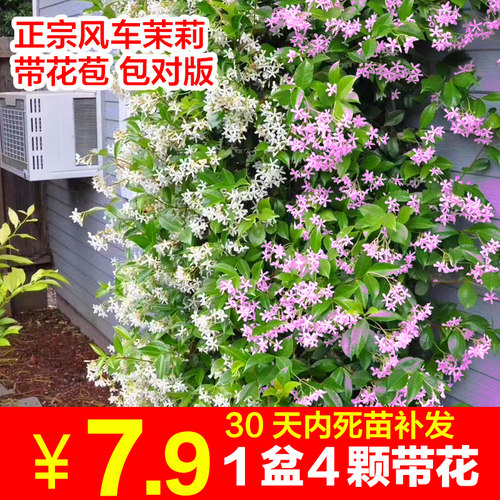 风车茉莉爬藤攀援室外四季浓香型