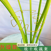 龟背竹支撑杆天堂鸟防倒伏支架春羽水培植物固定器园艺定型收拢架