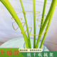 龟背竹支撑杆天堂鸟防倒伏支架春羽水培植物固定器园艺定型收拢架