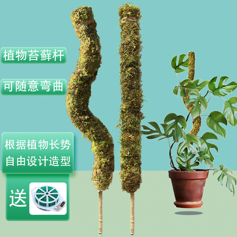 可自由设计造型天然苔藓植物支撑
