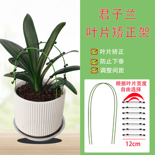 君子兰专用矫正花架定型调整叶子间距固定器防长偏扶正修型固定架