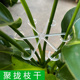 植物防倒伏支架龟背竹支撑杆春羽水培收拢架园艺绿植花卉盆固定器