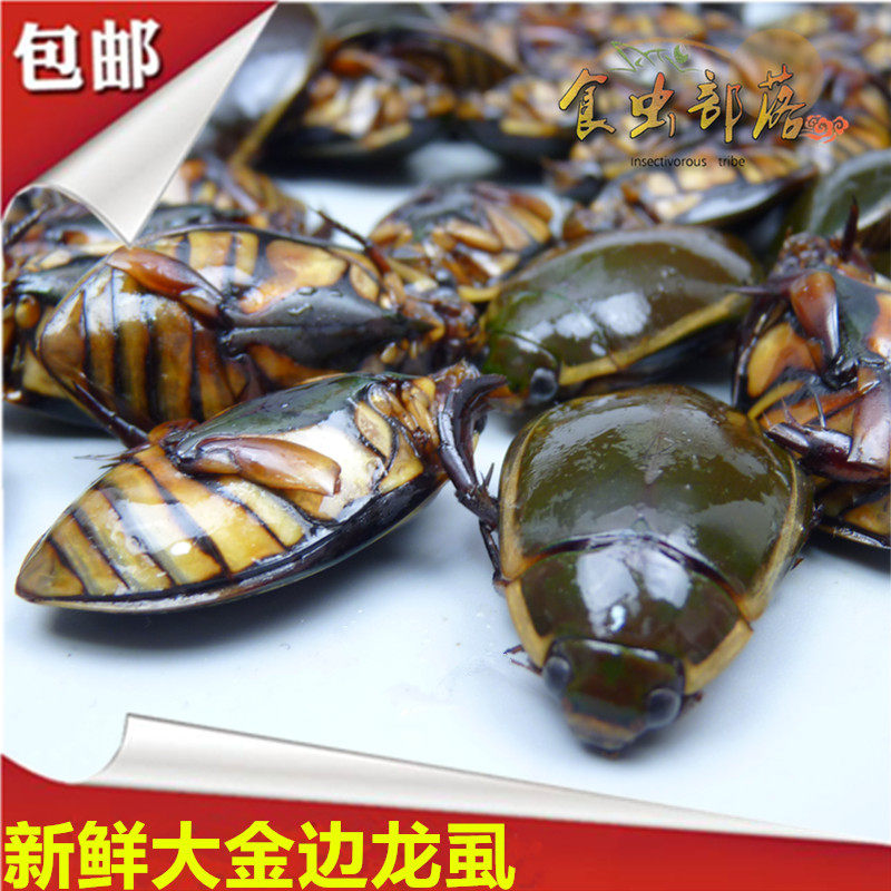 花肚大金边龙虱大个头新鲜冷冻濑尿龟水蟑螂水蝦虫老鳖盖虫新货
