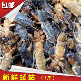 新鲜蝼蛄冷冻动物原药材冰鲜土狗拉拉狗拉蛄地蛄鼠生鲜发货500克