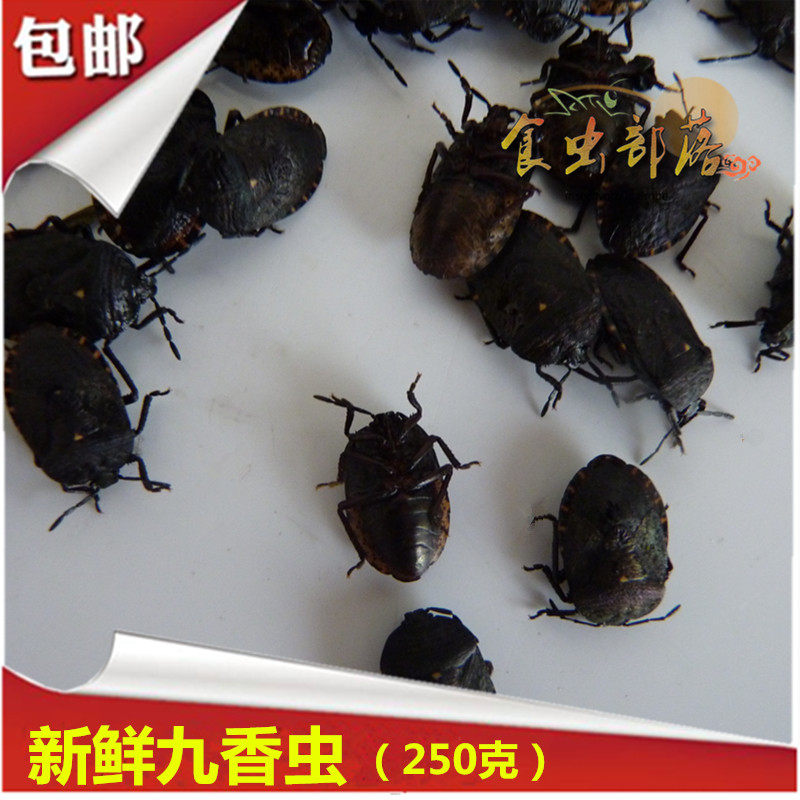 新鲜九香虫小打屁虫臭虫放屁虫清纯黑兜野虫250克生鲜冷冻运输