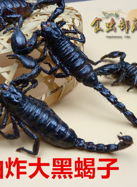 油炸大黑蝎子美味食用昆虫雨林蝎帝王蝎子蜈蚣蜘蛛即食美食