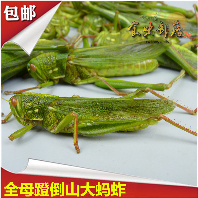 带籽纯母蹬倒山新鲜全母棉蝗食用牛蝗虫昆虫美食昆虫生鲜500克