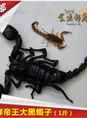 新鲜大黑蝎子冷冻食用大肥蝎美食油炸烧烤冰鲜低温运输500克
