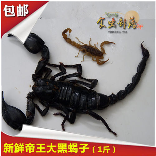 炸蝎子质量怎么样 炸蝎子口碑怎么样 小麦优选