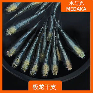 观背青鳉鱼极龙干支淡水冷水群游鱼繁殖组好养耐活不打氧不加温