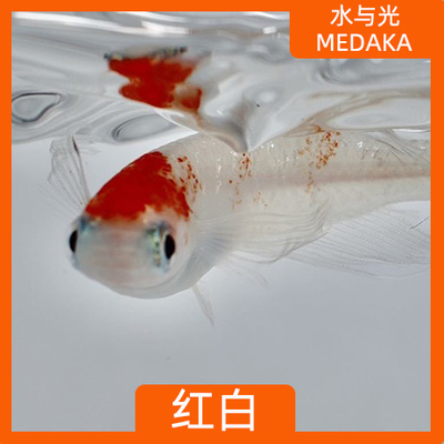 观背青鳉红白不打氧淡水迷你