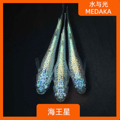 观背青鳉苗海王星系列冷水观赏鱼