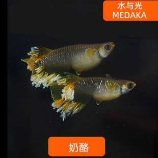 观背青鳉鱼奶酪观背青锵淡水冷水群游鱼繁殖组好养耐活无需打氧