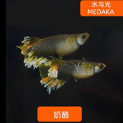 观背青鳉鱼奶酪冷水侧观不加温