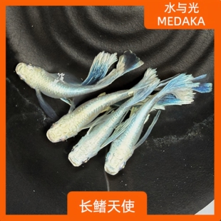 观背青鳉苗耐活青锵鱼天使之翼不打氧淡水冷水观赏青锵鱼原生古法