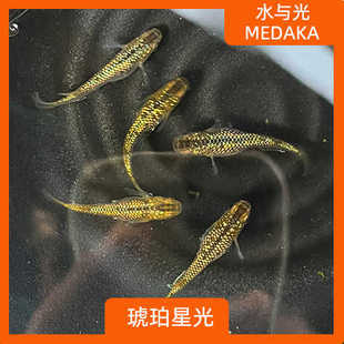观背青鳉鱼琥珀星光观背青锵淡水冷水群游鱼繁殖组好养耐活无需打