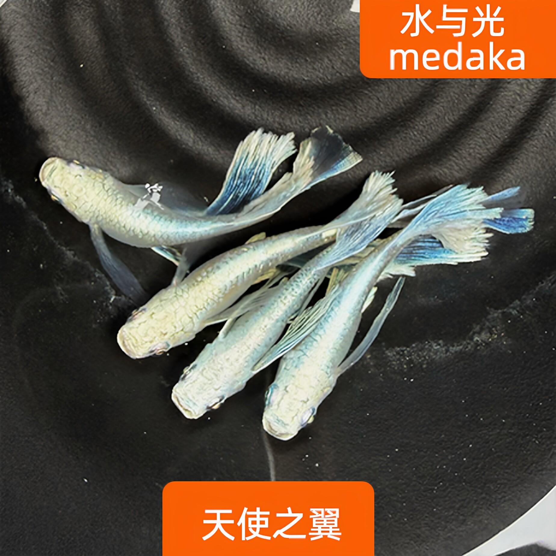 观背青鳉苗耐活青锵鱼天使之翼不打氧淡水冷水观赏青锵鱼原生古法