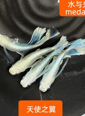 观背青鳉苗耐活青锵鱼天使之翼不打氧淡水冷水观赏青锵鱼原生古法