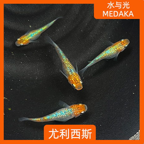 观背青鳉尤利西斯淡水冷水不打氧