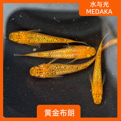 观背青鳉鱼黄金布朗观背青锵淡水冷水群游鱼繁殖组好养耐活无需打,宠物/宠物食品及用品,鱼,淘宝优惠券,粉丝福利购,淘宝优惠卷