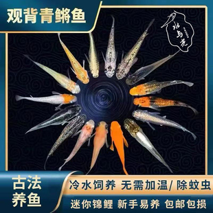 观背青鳉苗耐活青锵鱼可孵化卵不打氧淡水冷水红白青锵鱼原生迷你
