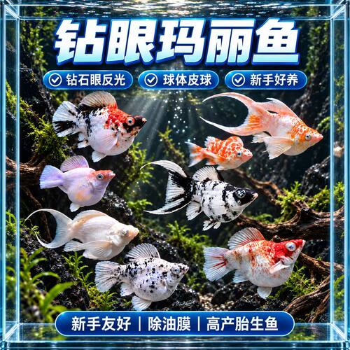 钻眼玛丽鱼活体观赏鱼