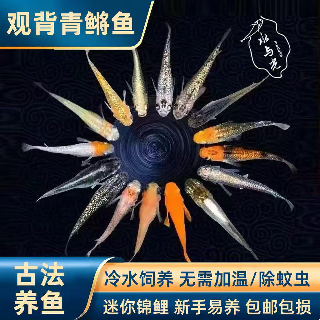 观背青鳉苗耐活青锵鱼可孵化卵不打氧淡水冷水红白青锵鱼原生迷你