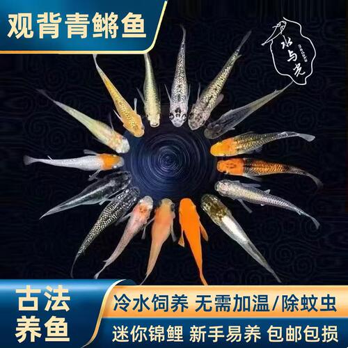 观背青鳉精品苗古法不加温不打氧