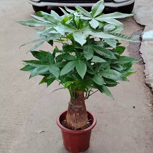 发财树盆栽粗杆中型室内招财植物大树头办公桌客厅绿植花卉植物盆