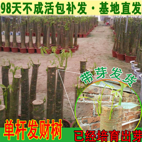 发财树客厅大盆栽基地直销包成活
