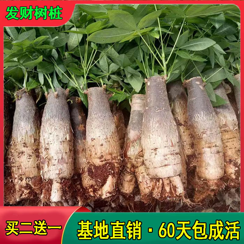 发财树小盆栽树头树桩步步高小盆栽办公室内桌面茶几客厅招财绿植