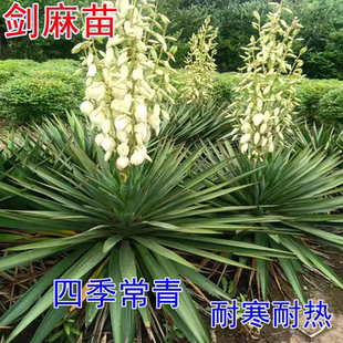 剑麻树苗庭院花园耐寒花镜植物盆栽四季常青绿化风景树篱笆丝兰苗