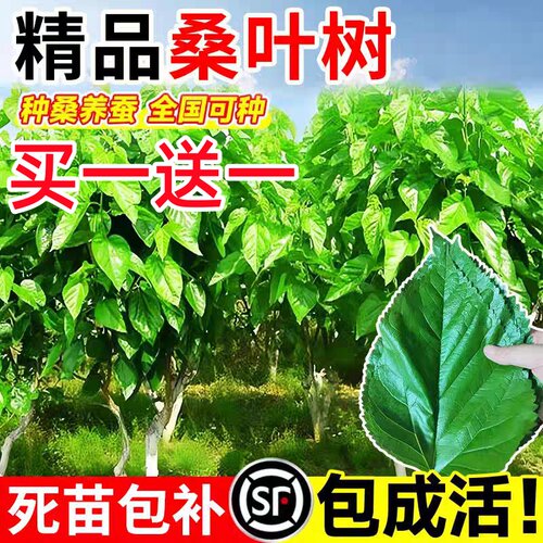 桑树活苗桑叶树苗盆栽养蚕食用大叶桑葚室外庭院南北方四季种绿植