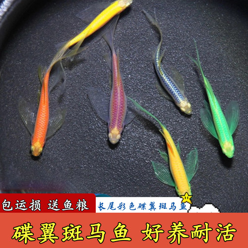 凤尾蝶翼斑马鱼淡水小型热带观赏
