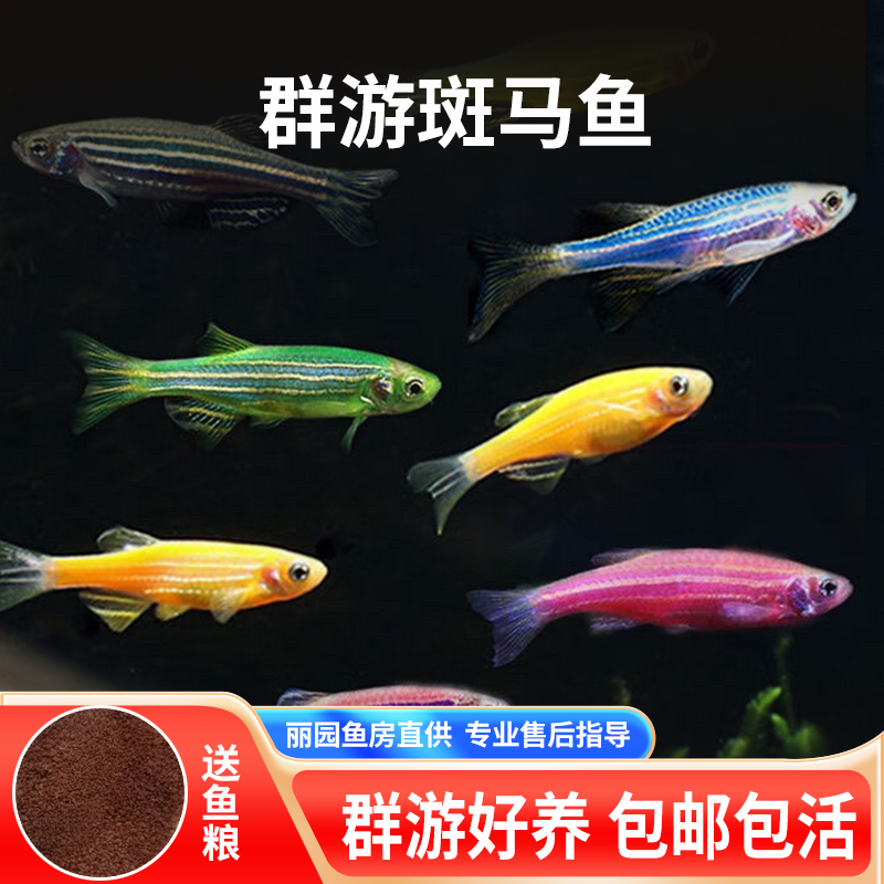 灯科鱼新手易活好养斑马鱼自来水