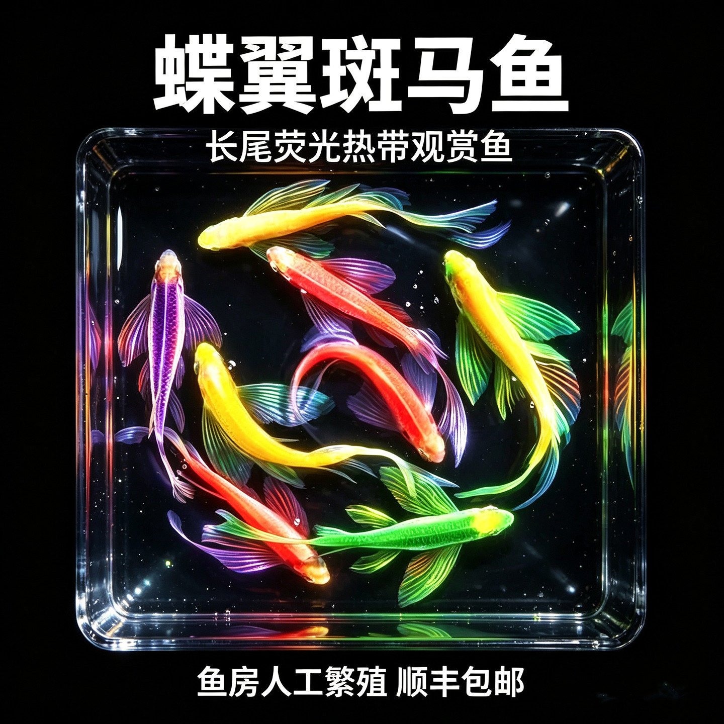 蝶翼斑马鱼大帆凤尾淡水好养活冷水无需打氧翡翠绿蝶翼热带观赏鱼