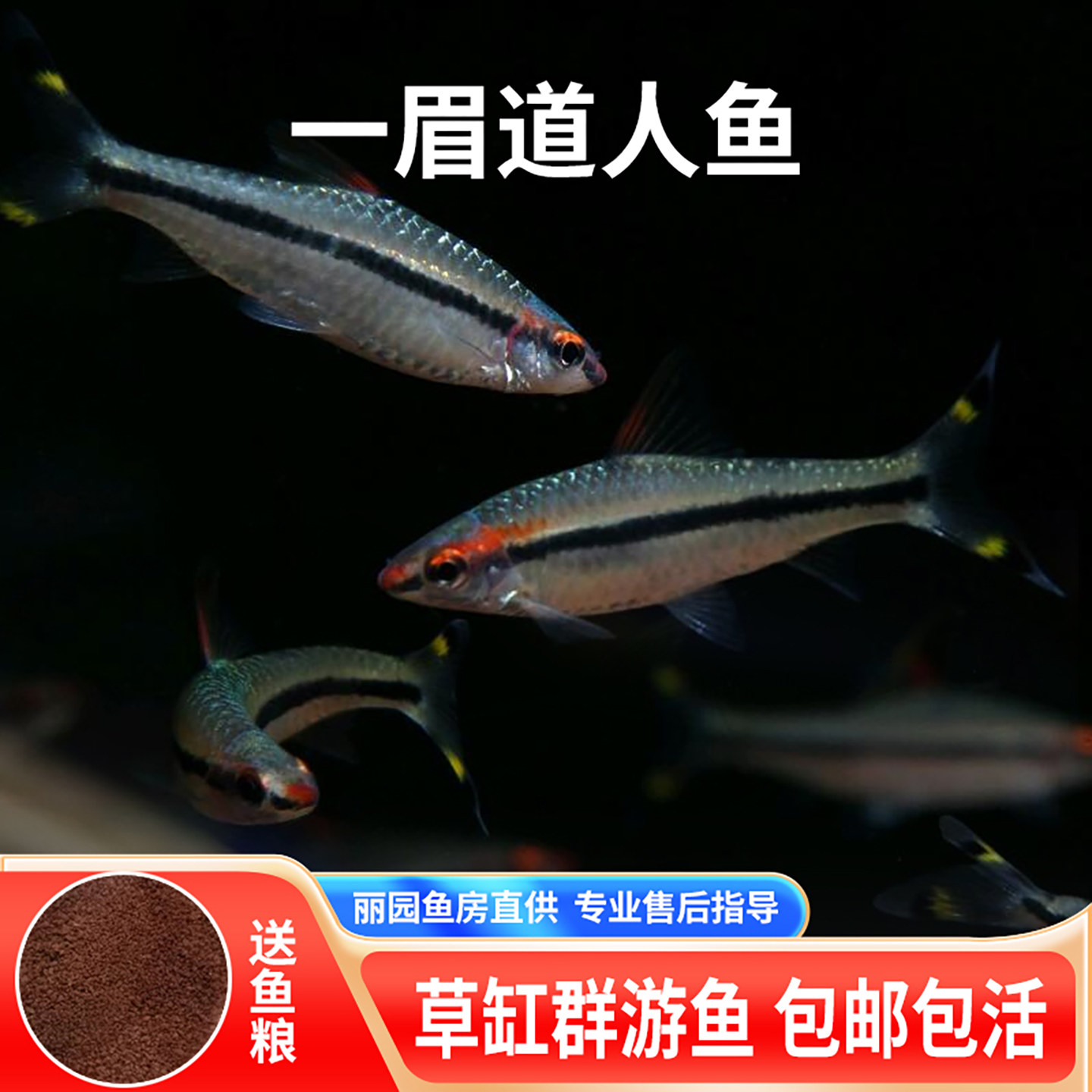 一眉道人鱼灯科鱼小型淡水群游草缸生态缸热带观赏宠物鱼活体好养