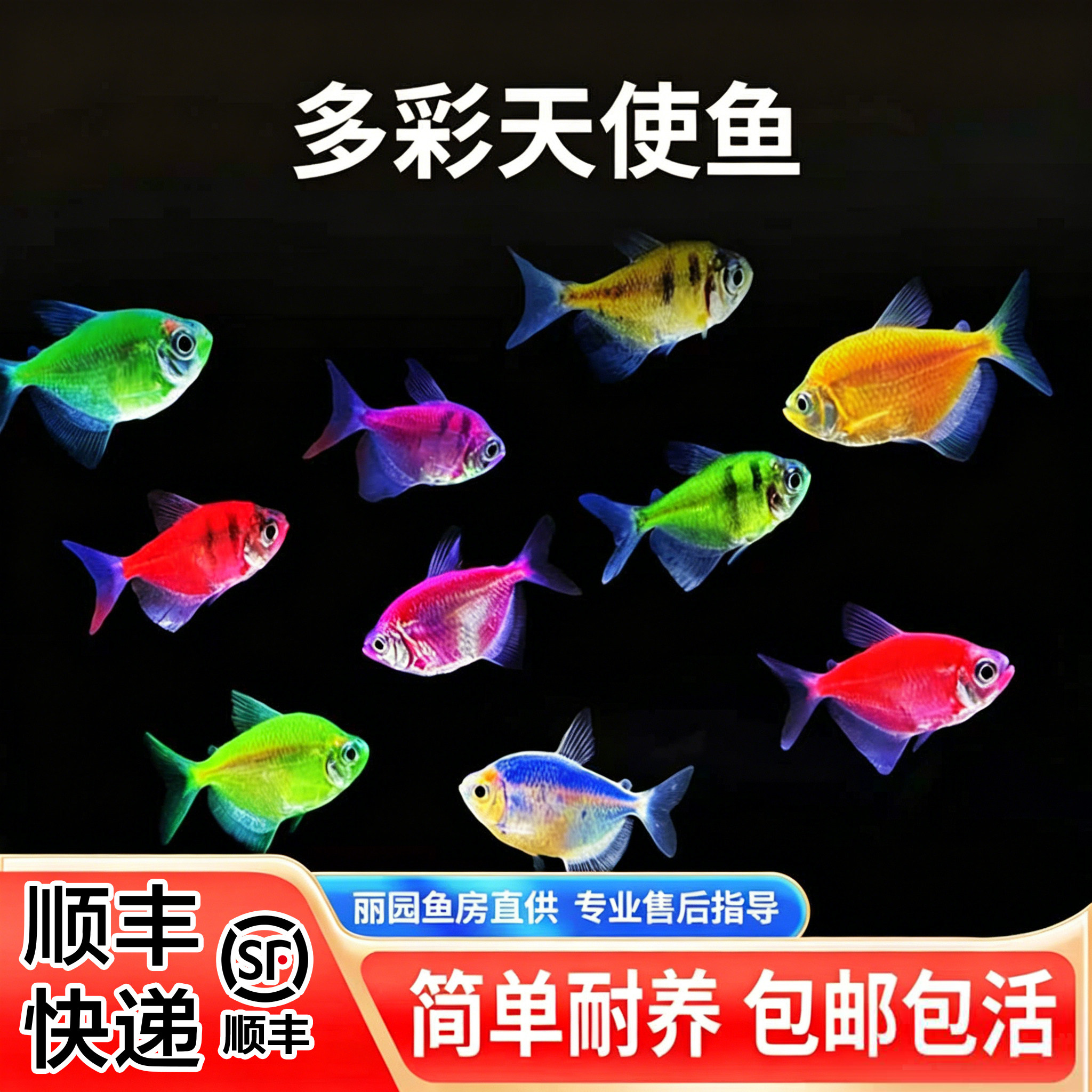 天使鱼糖果五色小型群游灯科淡水家庭草缸养殖易活包路损热带观赏