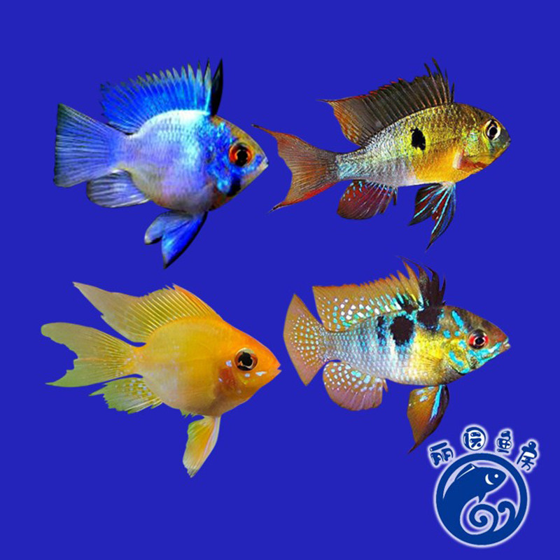 金波子鱼长尾桃心小型热带观赏淡水家庭养殖新手喂食易活包损直销