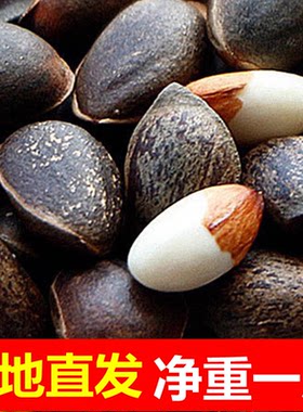 云南野生生松子新鲜落水原味大粒