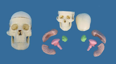 包邮中型头骨带脑模型骷髅头骨骼骨架教学医用X人体标本模型