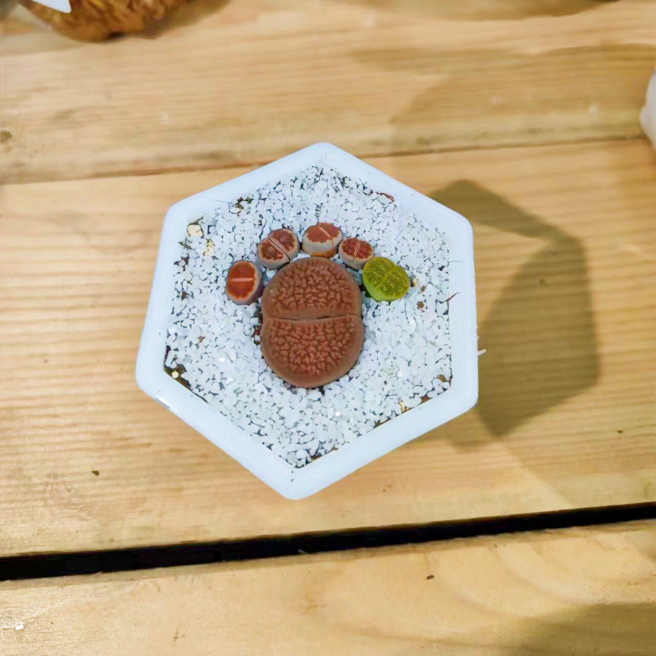 生石花组合脚丫新手套餐多肉植物花卉绿植盆栽创意微景观