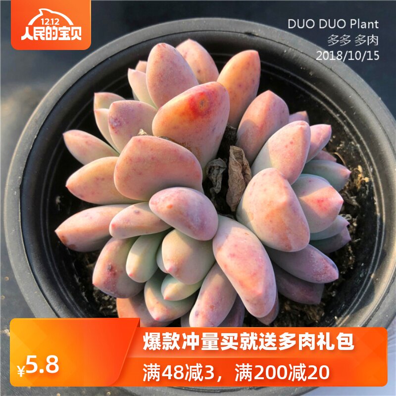 奥普林娜多肉小老桩超萌组合盆栽花卉绿植促销满包邮多多花房在类目 鲜花速递/花卉仿真/绿植园艺, 花卉/绿植盆栽（新）, 多肉植物中 - 来自Buy2taobao.com提供专业的淘宝代购服务