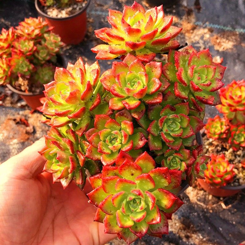 蒂亚群生老桩多肉植物超萌组合盆栽花卉绿植促销满包邮多多花房在类目 鲜花速递/花卉仿真/绿植园艺, 花卉/绿植盆栽（新）, 多肉植物中 - 来自Buy2taobao.com提供专业的淘宝代购服务