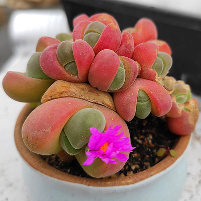 无比玉红花生石花多肉植物番杏科肉锥植物小群多多花房包邮 虎窝淘