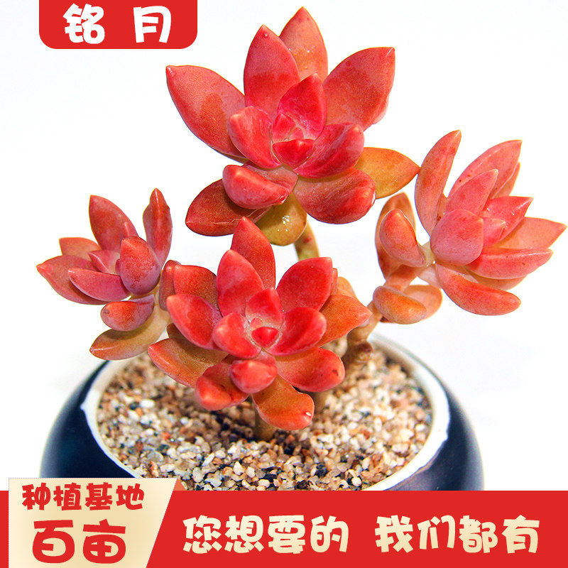 铭月小老桩多肉植物大颗多头群生室内绿植组合盆栽肉肉植物不含盆 多多花房 淘优券