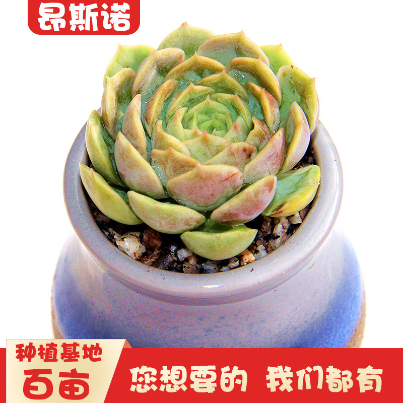 昂斯诺多肉植物大颗多头办公室内花卉绿植组合盆栽肉肉植物小老桩